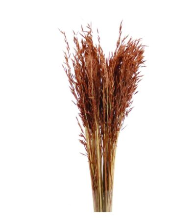 Fleur séchée de Avena - H 60 cm