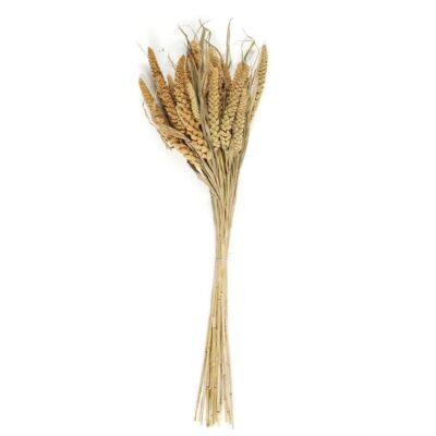 Bouquet de fleurs séchées Setarea - H 70 cm