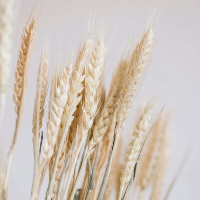 Bouquet de Fleurs Séchées Blé - H 60 cm