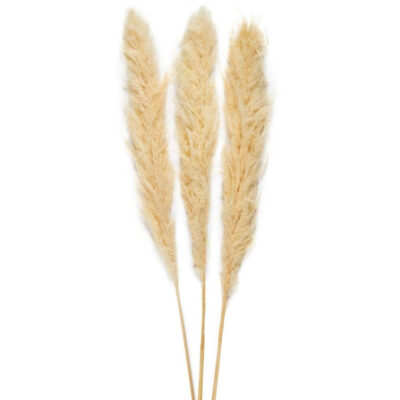 Fleur séchée Pampa - Crème - 3 branches - H 115 cm