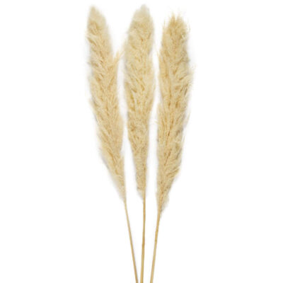 Fleur séchée Pampa - Blanc - 3 branches - H 115 cm