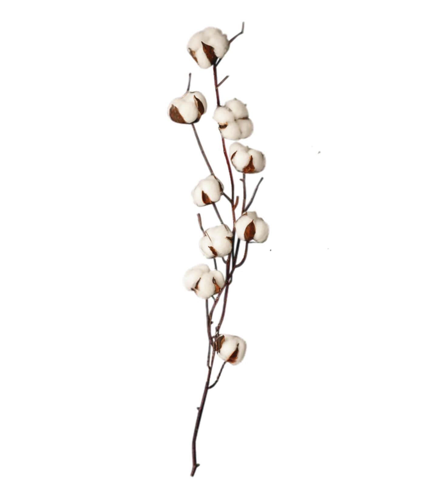 Fleur séchée de coton naturel - H 90 cm - Pastel Living