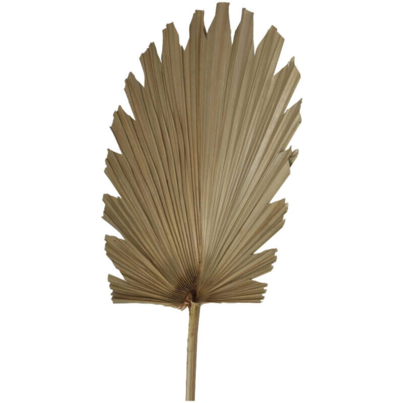 Branche Palm Aloha - Taupe -  L 32 x H 80 cm – Image 2